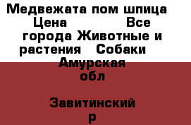 Медвежата пом шпица › Цена ­ 40 000 - Все города Животные и растения » Собаки   . Амурская обл.,Завитинский р-н